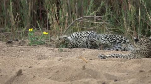 Mala Mala leopard cubs playing