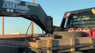 Unsecured Pup Travels on Truck at Highway Speed