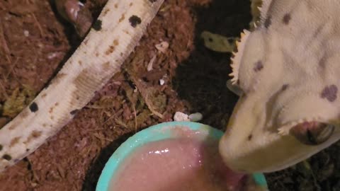 A good solid feed by Sergey the crested gecko
