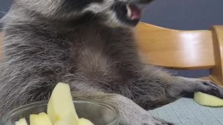 Raccoon sits at the baby's table and eats an apple with his small two hands