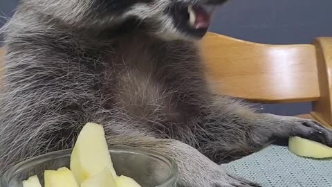Raccoon sits at the baby's table and eats an apple with his small two hands