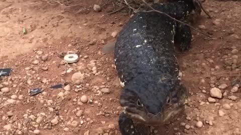 Blue Tongued Skink being defensive