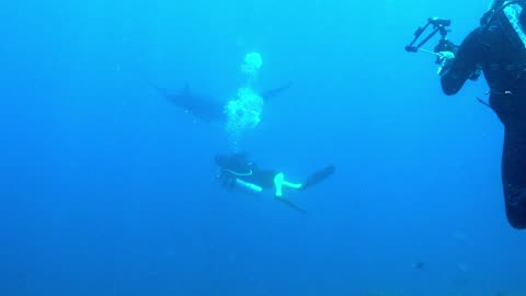 Curious manta rays circle around delighted scuba divers