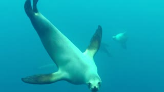 Sea Lion Wants To Take A Nibble Of Some California Diver