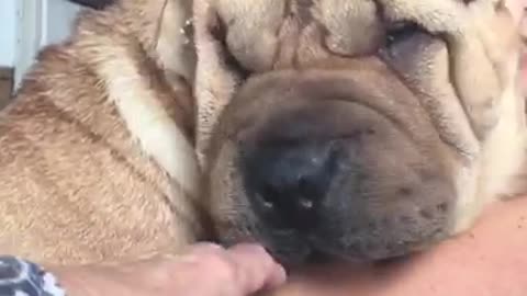 Very wrinkly puppy cuddles with owner