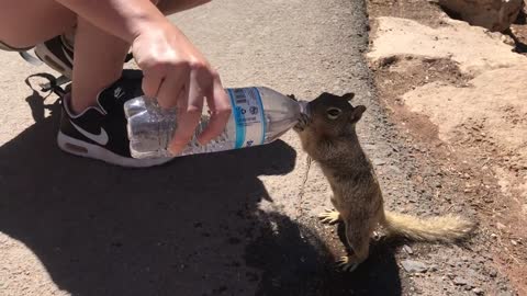 Thirsty Squirrell Drinking From Tourist's Water Bottle