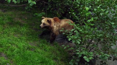 Urso pardo e suas características/animais