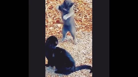Cat reaction to other cat on the bes
