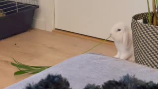 Bunny Chomps Through House Plant