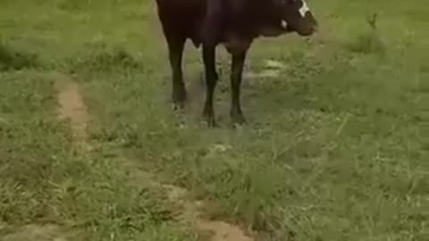 Weird cow