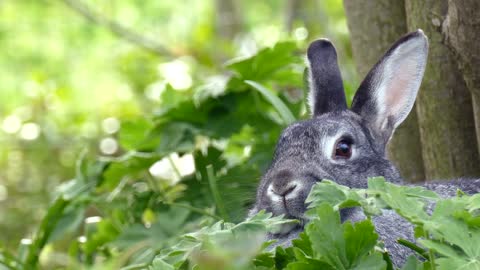 cute rabbits