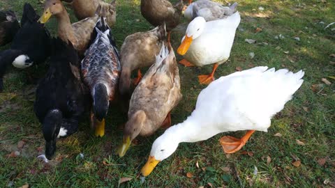 Feeding ducks at Huber's farm