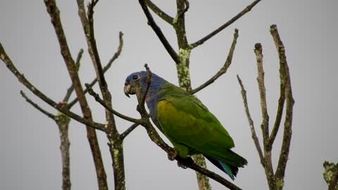 Blue Headed Pionus Perched On A Stem