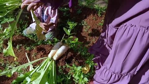 Gardening to harvest fresh vegetables and fruit - Delicious food