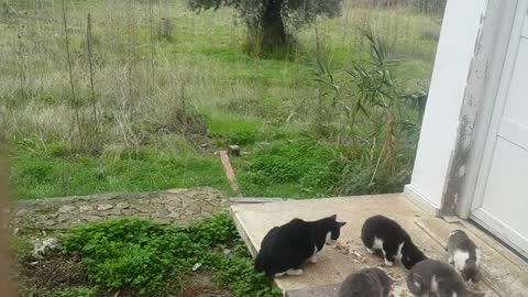 My outdoor Cats in North Cyprus
