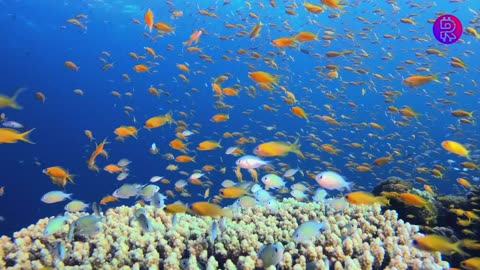 Unique Underwater Meditation Music: Dive into peace and relaxation