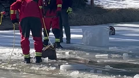 Rescue Crew Pulls Elk From Icy Pond