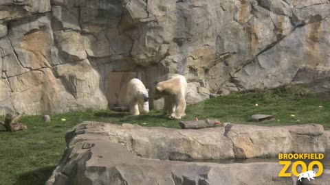 Hudson and Hope Polar Bears