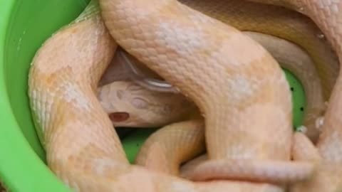 Walked on little dude taking a soak. He is a Coral Snow Motley corn snake. Corn snakes are colubrids