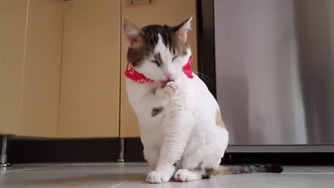 Pawsitively Purrfect: Hilarious Hijinks of Adorable Kitties