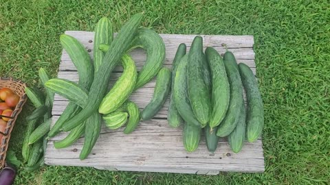 Marketmore 76 Cucumbers - A Good All Around Cucumber