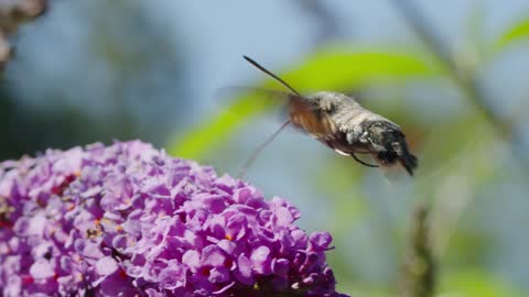 Moth Feeding on Flower Nectar