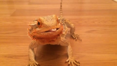 Bearded dragon super excited for hornworms