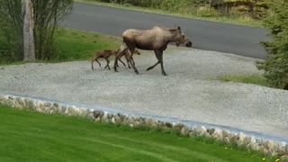 Alaska moose and babies