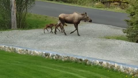 Alaska moose and babies
