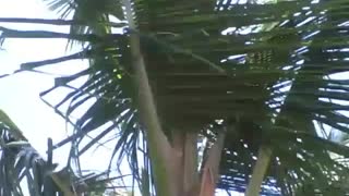 A coconut tree on the beach, with flowers and still small coconuts [Nature & Animals]