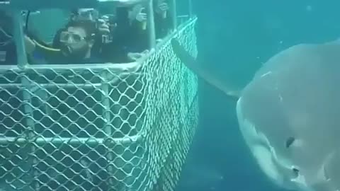 Have you ever dived with sharks?⁠