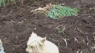 Country Dog Loves Being Covered In Soil