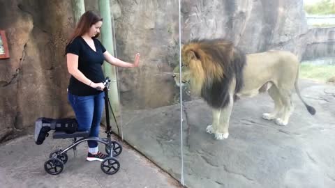 Lion real action