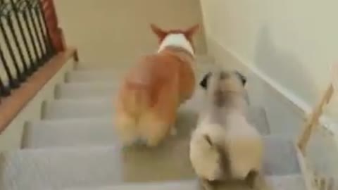 Corgi vs. Pug