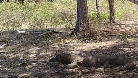 latest viral video 2021 - Melihat komodo dari dekat di pulau komodo indonesia