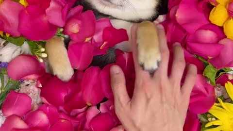 A funny video of a cute pet dog getting a nice bath.