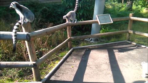 Lemurs Relaxing in the Sun