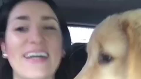 Golden retriever puppy wants to find out what’s mommy doing