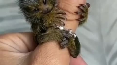 World's smallest monkey
