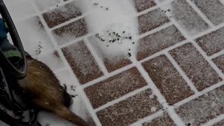 3 Cute Ferrets Having Fun in the Snow