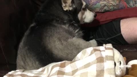 Guilty Husky Jumps Onto A Couch Totally Ignoring Its Owner