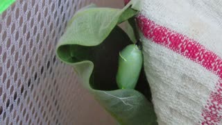 Raising Monarchs from Egg Laying Onward (Part 7)