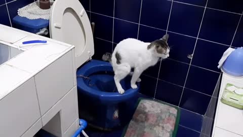 Cat poop in bath room