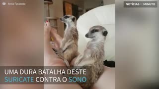 Suricate luta contra o sono… mas é derrotado!