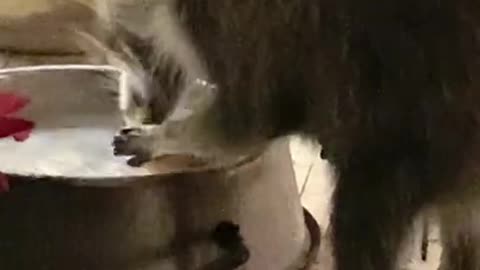 Mother Raccoon Washing Her Pizza