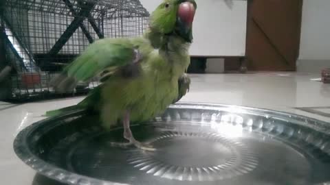 Cute parrot bathing