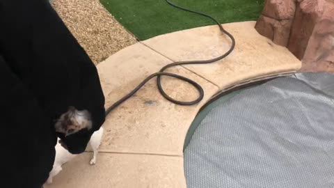 Jack Russel Attacks Hose