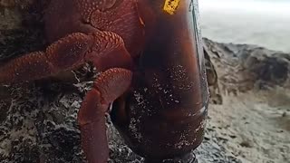 Hermit Crab Chooses Broken Bottle for New Home