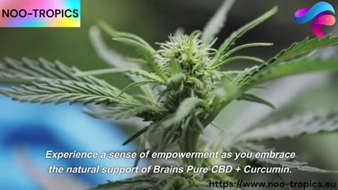 Elevate Your Mind & Body: Brains Pure CBD + Curcumin Capsules - 28 Potent Capsules