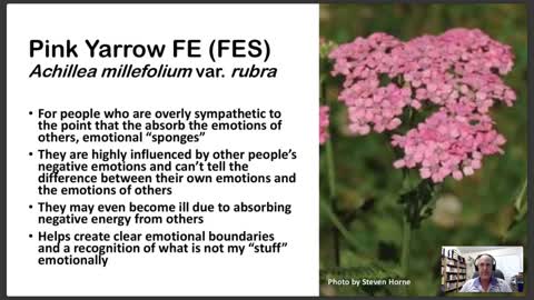 Flower Essences for the 12 Energy Centers